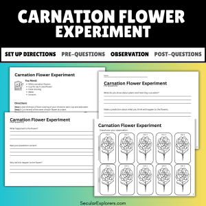 Carnation Colorful Flower Experiment